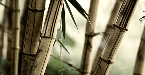 Bamboo Rayon