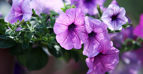 Mallow